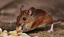 termite-baiting-systems Experts in Freeland